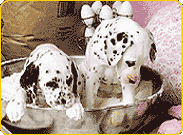 10201_pics.gif